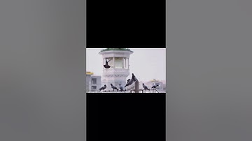 ماتيسر من سورة فاطر | بندر بليلة
