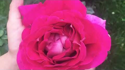 Я покажу вам свой участок)))🌸🌸🌸