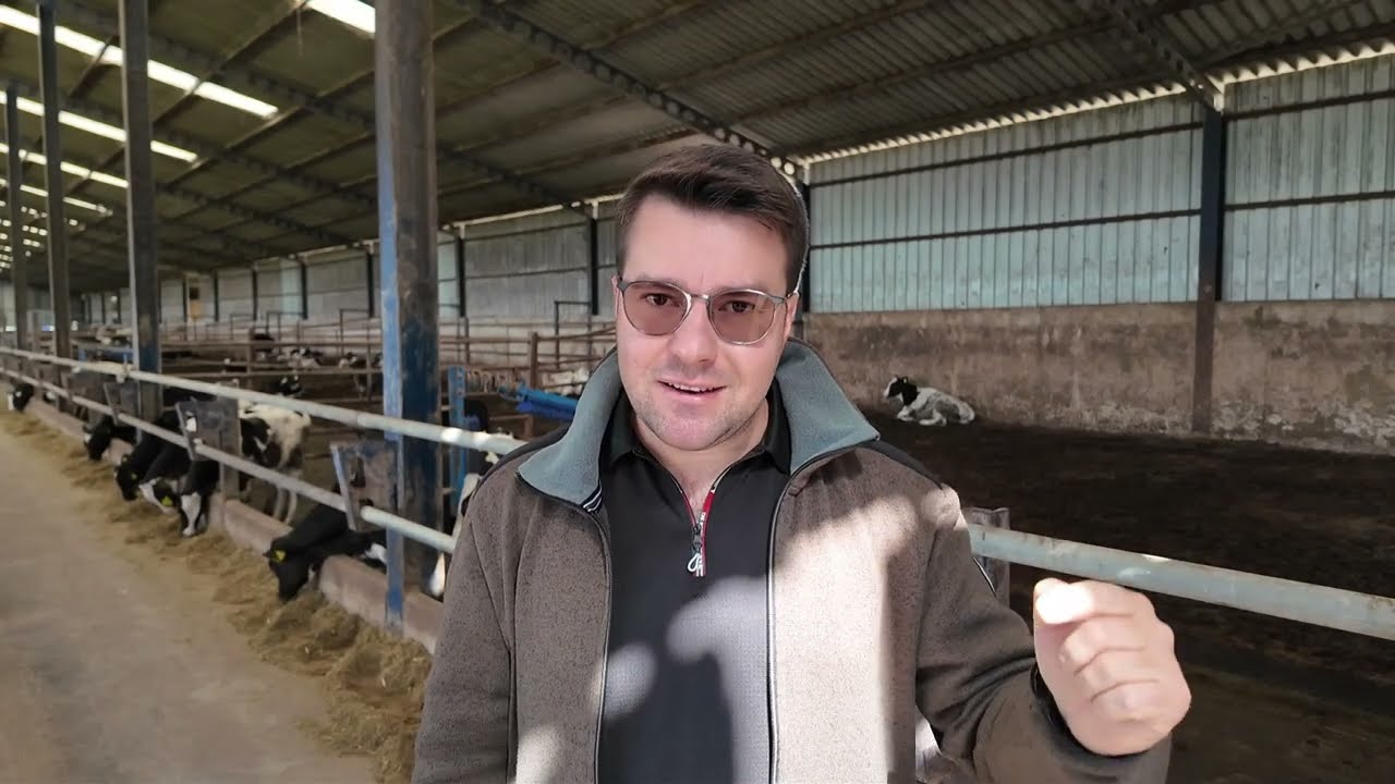 Besilik Erkek Buzağıların Beslenmesi, Besi Başlangıç Rasyonu / Yemi