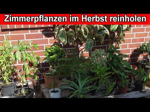 Video: Zimmerpflanzen. Dekabristenpflege Im Herbst Und Winter