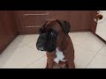 Dilon the boxer dog over 5000 subscriptions! Thank you very much!