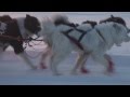 Dog Sledding in Yakutsk, Siberia Russia - Катание на собачьих упряжках в Якутии