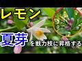 レモンの夏芽はどうする?春枝と夏枝と戦力枝の作り方、夏枝を昇格させるメリット