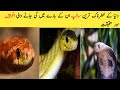 Snake Information in Urdu | Snake Info in Hindi | Snake History in Urdu |