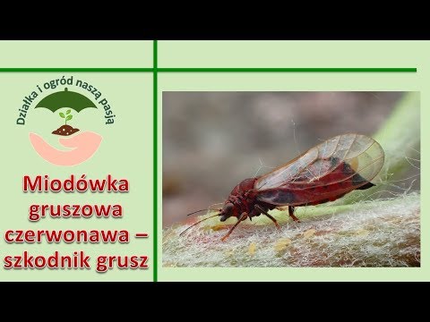 Wideo: Miodówka Wąskolistna