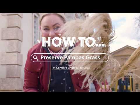 Βίντεο: Είναι επεμβατικό το pampas grass;