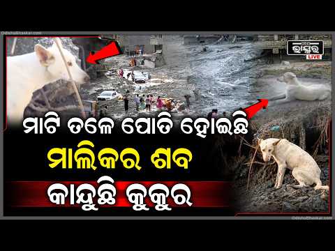 ନେପାଳ ବନ୍ୟାର ଭୟଙ୍କର ଦୃଶ୍ୟ , ଚାଲି ଯାଇଛି ମାଲିକର ଜୀବନ କାନ୍ଦୁଛି କୁକୁର   Nepal Flood Aftermath