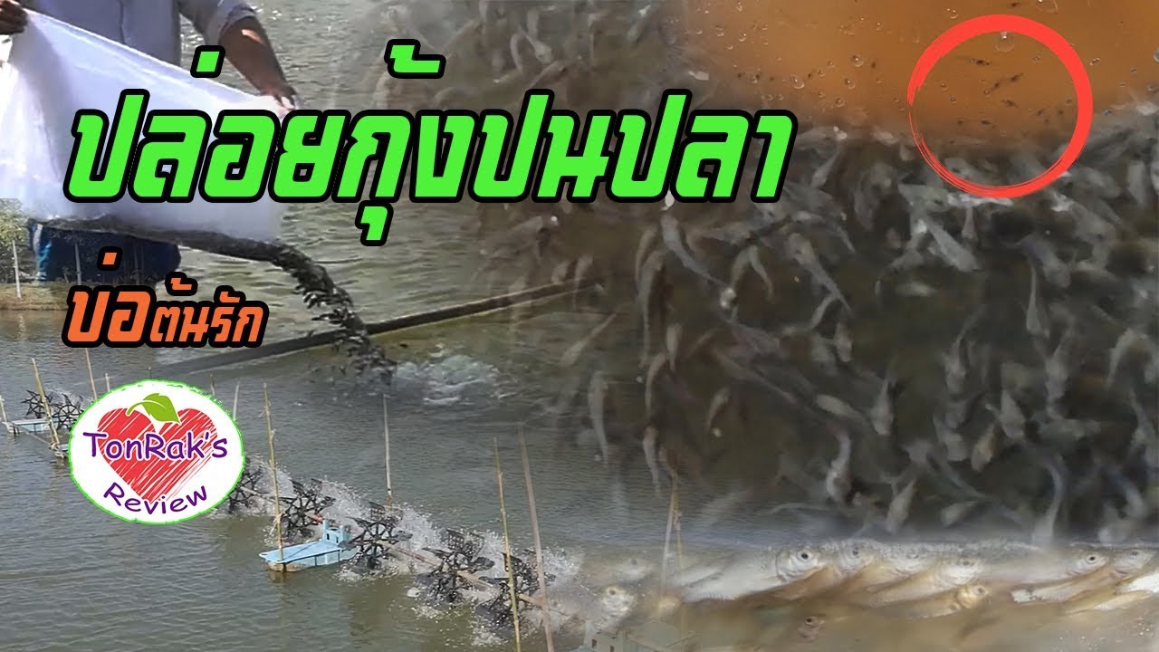EP31 : ปล่อยกุ้งปนปลา ทำอย่างไรบ้าง ไปดูกัน : ต้นเข้าสวน Fish & Shrimp