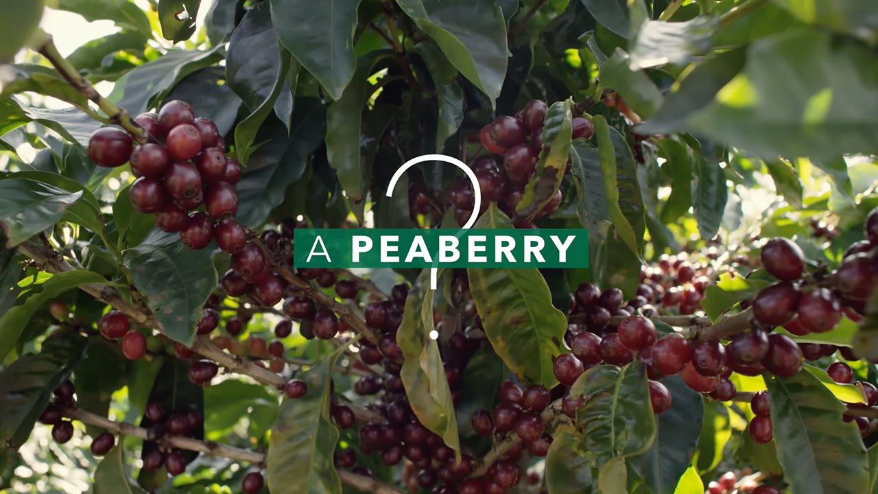 What is a Peaberry? | ข้อมูลทั้งหมดเกี่ยวกับpeaberryที่แม่นยำที่สุด