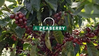 What is a Peaberry?