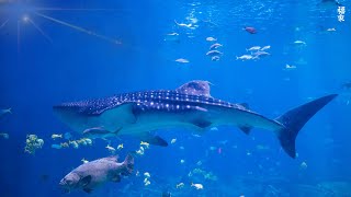 Ocean 4K - Sea Animals for Relaxation, Beautiful Coral Reef Fish in Aquarium (4K Video Ultra HD) #84