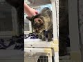 Lucy video