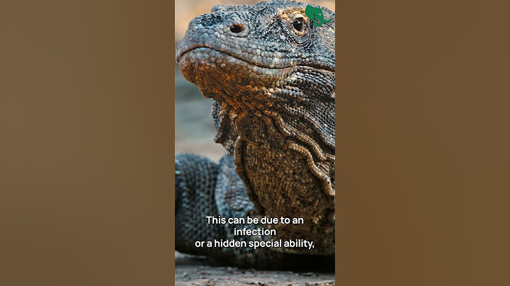 Komodo Dragons: How Their Bites Bring Down Giants | Kritter Pals