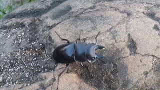 1060825鍬形蟲（雌）(2)