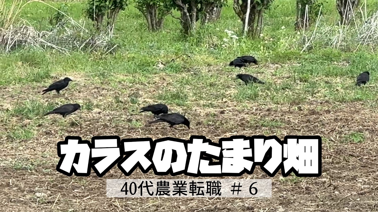 Crow プロフ必読 Crow プロフ必読 Crow プロフ必読 m(プロフ必読) M