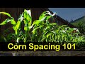 Corn Spacing 101 - Garden Quickie Episode 8