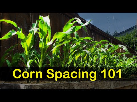 Corn Spacing 101 - Garden Quickie Episode 8