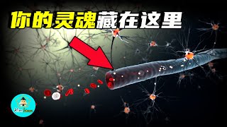 靈魂就藏在你大腦！諾獎科學家與道家經典共同揭示出的意識真相|老吳alien