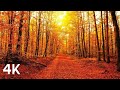 Delightful autumn journey 4k  relaxation music  calming music