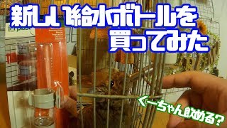 ボロボロになった給水ボトルを交換。仕組みが違うがちゃんと飲める？【デグー成長日記】