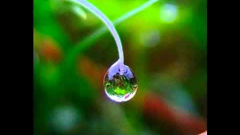 سورة الرحمن بصوت الشيخ ناصر الغامدي 