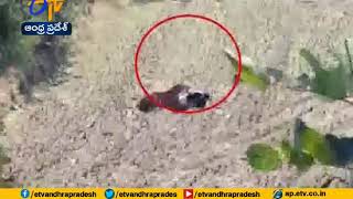Man Plays Dead to Protect Himself | from Tiger | Viral Video from Maharashtra