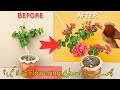 Two Magic Tricks for Bougainvillea Flowering | How to Get More Flowering on Potted Bougainvillea