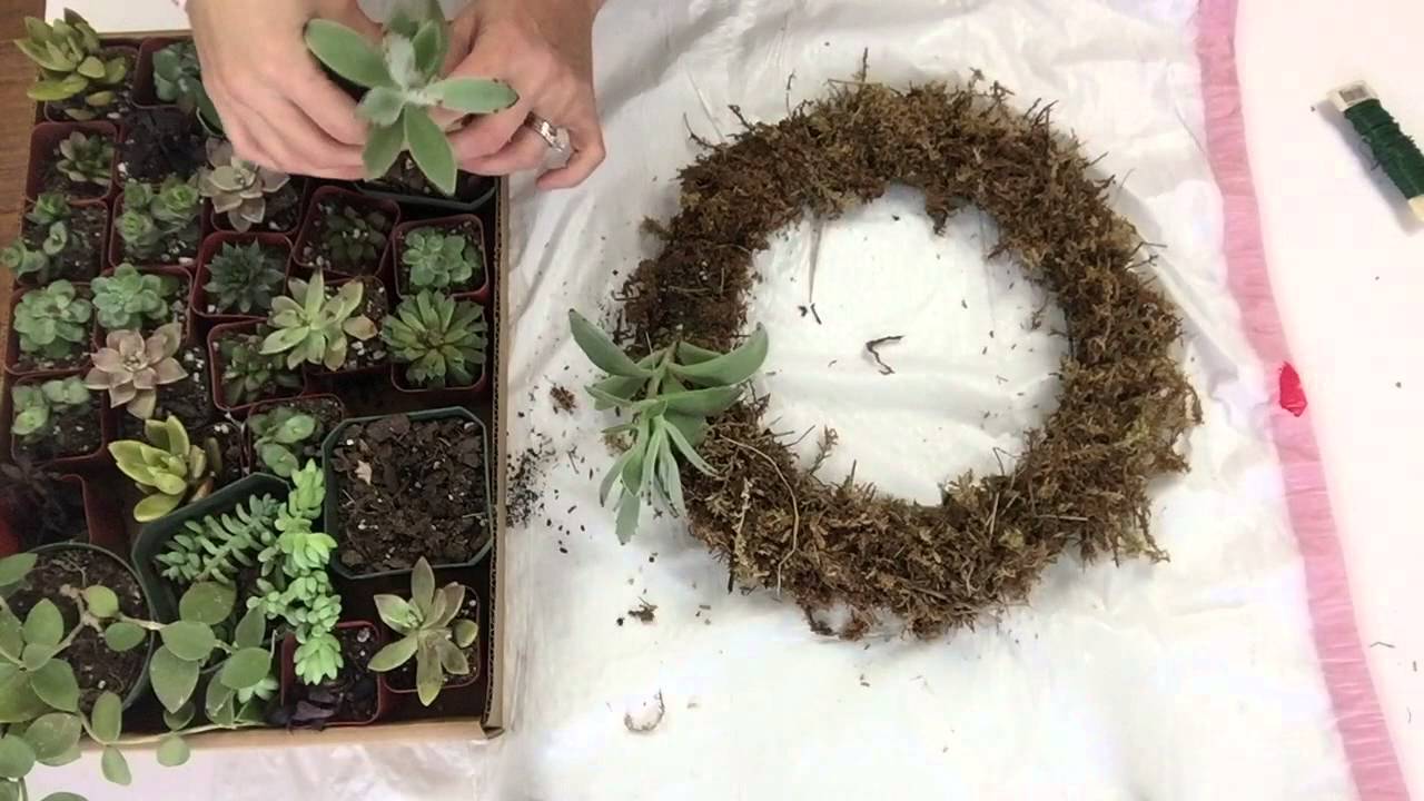 How to make a succulent wreath - YouTube