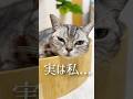 実は私... #猫 #アメリカンショートヘア #shorts