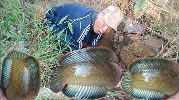 Đi câu cá lóc vây xanh - Những ngày cuối năm có siêu phẩm. Suối Reo 26.