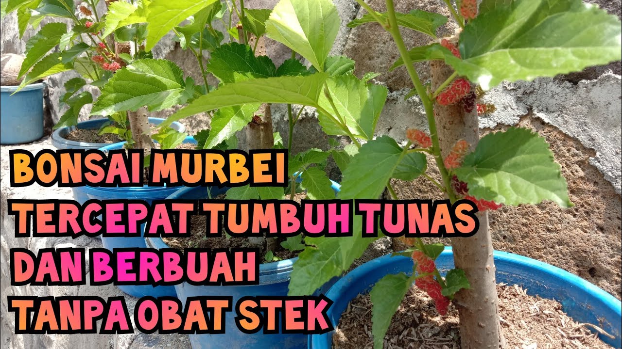 Cara cepat membuat bonsai murbei yang cepat berbuah 