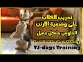تدريب الكلاب على وضعية الارنب   الجلوس بشكل جميل