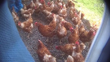 Chickens Crammed Inside Shed on 