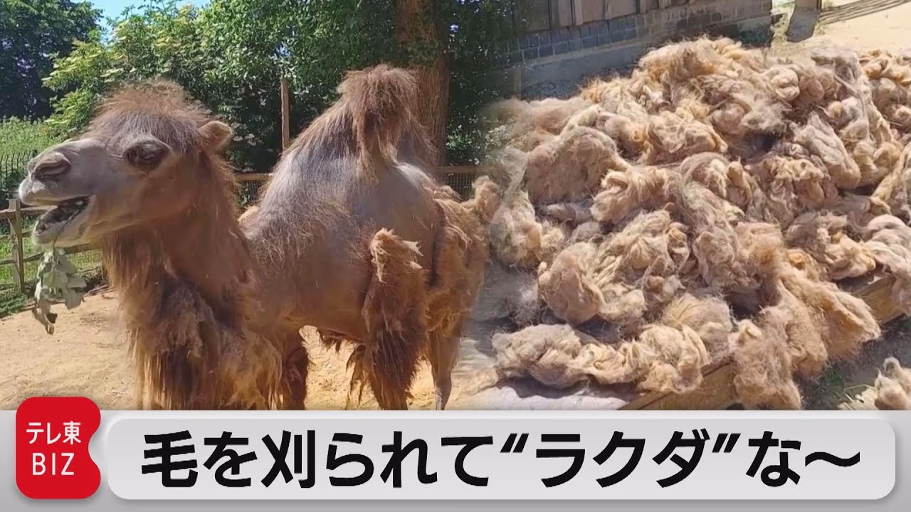 夏を快適に ラクダが毛刈り 21年6月16日 Youtube