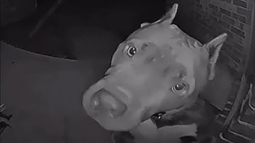 Pitbull named "𝗨𝗡𝗜𝗩𝗘𝗥𝗦𝗘 𝗗𝗘𝗦𝗧𝗥𝗢𝗬𝗘𝗥"