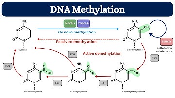 DNA Methylation Sequencing: Role of Targeted Bisulfite Techniques & CpG Analysis | Molecular Biology