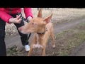 Pharaoh Hound の動画、YouTube動画。