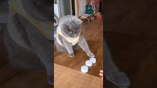 Cats got skills ! 🤯 🐈✨ #cat #skills #game #amazing #fyp ￼