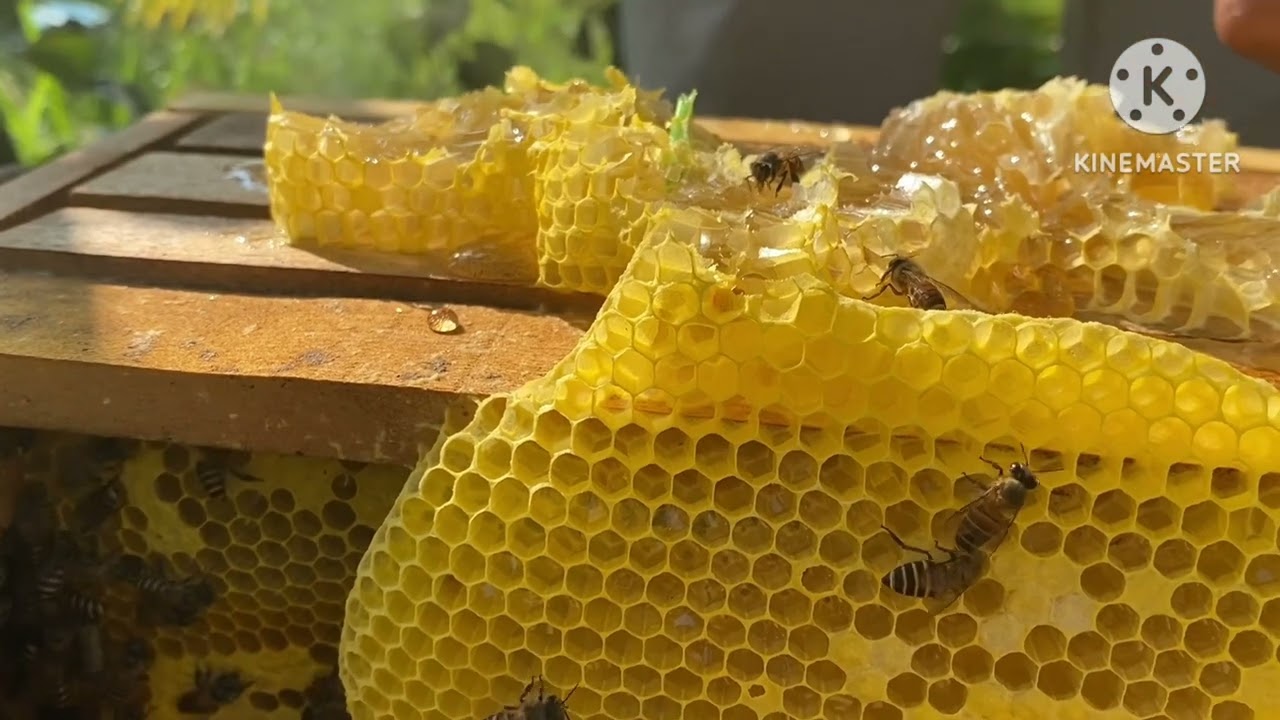 kỹ thuật khai thác mật ong nuôi tự nhiên của cao thủ bắt ong trong cột điện 