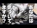 猫が「甘えたい」と思っている仕草7選｜猫の気持ち【保護猫】