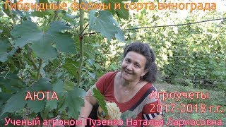 Аюта ультраранний виноград (Пузенко Наталья Лариасовна)