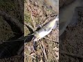 Catching Catfish On The Deck Demon Zebco Dockdemon Catfish Catfishing Fishing Fish Fyp mp3