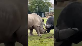 Animais que cometeram erros graves #curiosidades #animais #bichos