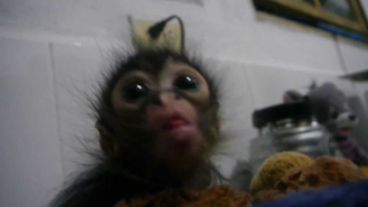 baby-monkey-feeding-time-youtube