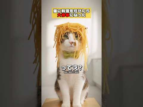 猫に料理を任せたら大惨事になったwww #クスッと動画 #shorts