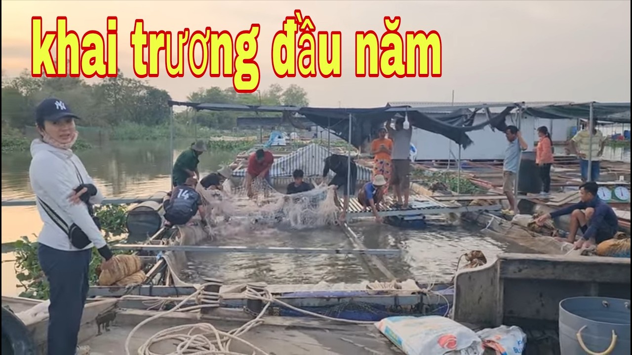 Đông Vui Khai Trương Đầu Năm Mới Xuất Bè Cá Diêu Hồng # SĂN BẮT ĐỒNG THÁP #