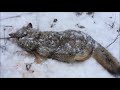 S2 E5 Coyote and wolf snaring in Alberta