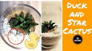 Duck With Star Cactus Succulent