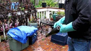 Disgorging A Bottle Of Sparkling Cider