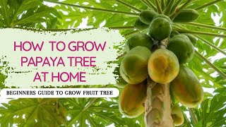 How to grow Papaya :- Complete Guide with Tips!!